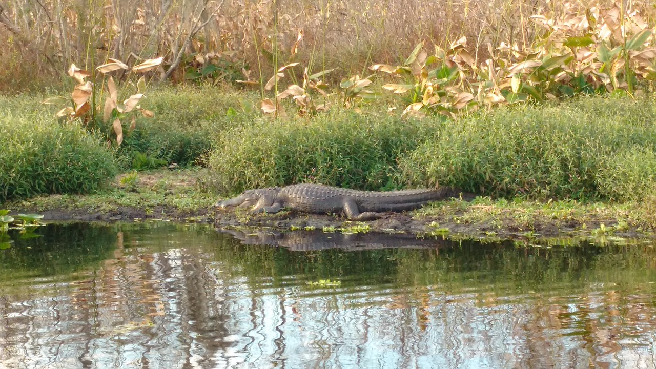 US environmental groups sue to block migrant detention center in Florida Everglades